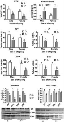 Glucocorticoid Exposure of Preimplantation Embryos Increases Offspring Anxiety-Like Behavior by Upregulating miR-211-5p via Trpm1 Demethylation